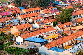 Villagers Dry Corn in Qingdao