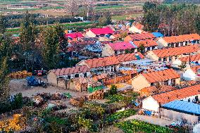 Villagers Dry Corn in Qingdao