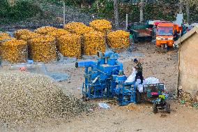 Villagers Dry Corn in Qingdao