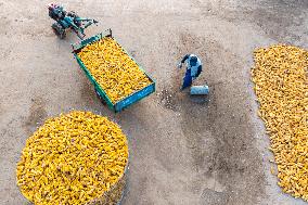 Villagers Dry Corn in Qingdao