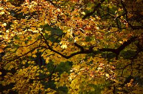 Stryiskyi Park in Lviv