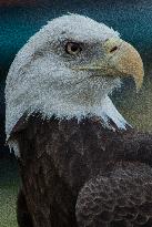 North American Bald Eagle