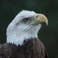 North American Bald Eagle