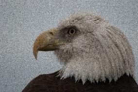 North American Bald Eagle