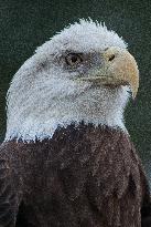 North American Bald Eagle