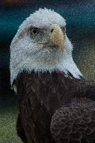 North American Bald Eagle