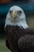 North American Bald Eagle