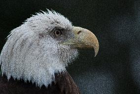 North American Bald Eagle