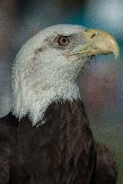 North American Bald Eagle