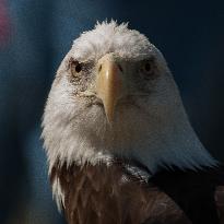 North American Bald Eagle