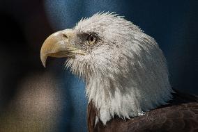 North American Bald Eagle