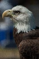 North American Bald Eagle