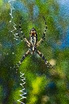 Black And Yellow Garden Spider