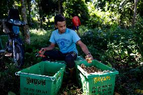 Daily Life In Narathiwat