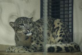 Nepal Keeps Captured Snow Leopard In Display At Central Zoo