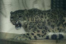 Nepal Keeps Captured Snow Leopard In Display At Central Zoo