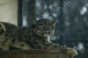 Nepal Keeps Captured Snow Leopard In Display At Central Zoo