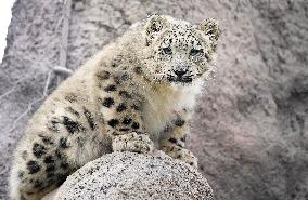 Young Snow Leopard Explores Outdoor Habitat - Toronto