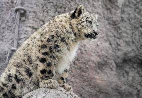 Young Snow Leopard Explores Outdoor Habitat - Toronto