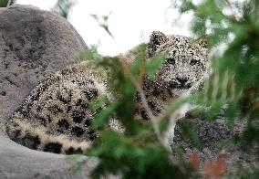 Young Snow Leopard Explores Outdoor Habitat - Toronto