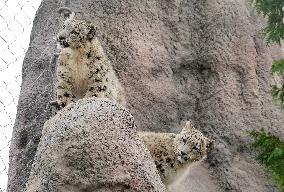 Young Snow Leopard Explores Outdoor Habitat - Toronto