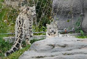 Young Snow Leopard Explores Outdoor Habitat - Toronto