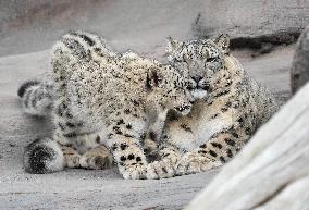 Young Snow Leopard Explores Outdoor Habitat - Toronto