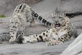 Young Snow Leopard Explores Outdoor Habitat - Toronto