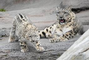 Young Snow Leopard Explores Outdoor Habitat - Toronto