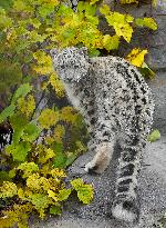 Young Snow Leopard Explores Outdoor Habitat - Toronto