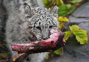 Young Snow Leopard Explores Outdoor Habitat - Toronto