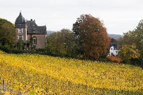 Autumn Wine Field At Siebenge Mountain Area