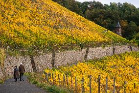 Autumn Wine Field At Siebenge Mountain Area