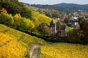 Autumn Wine Field At Siebenge Mountain Area