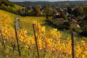 Autumn Wine Field At Siebenge Mountain Area