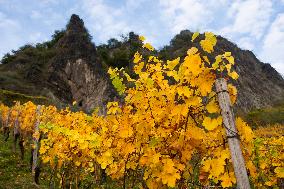 Autumn Wine Field At Siebenge Mountain Area