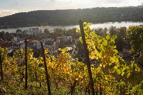 Autumn Wine Field At Siebenge Mountain Area