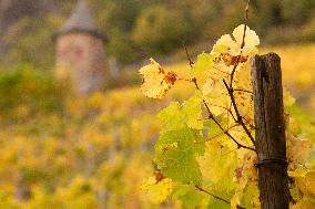 Autumn Wine Field At Siebenge Mountain Area