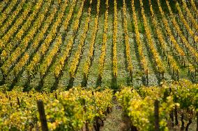 Autumn Wine Field At Siebenge Mountain Area