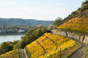 Autumn Wine Field At Siebenge Mountain Area