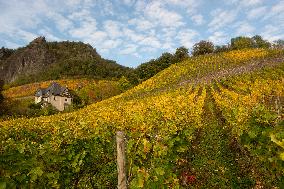 Autumn Wine Field At Siebenge Mountain Area