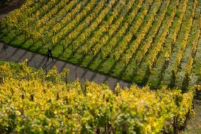 Autumn Wine Field At Siebenge Mountain Area