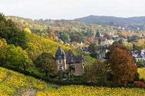 Autumn Wine Field At Siebenge Mountain Area