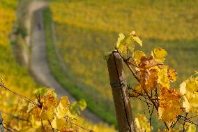 Autumn Wine Field At Siebenge Mountain Area