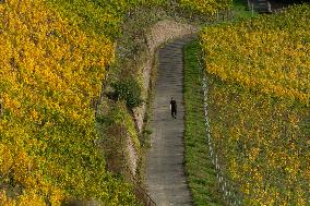 Autumn Wine Field At Siebenge Mountain Area