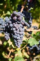 Close-up Of A Ripe Cluster Of Uva Di Troia Grapes