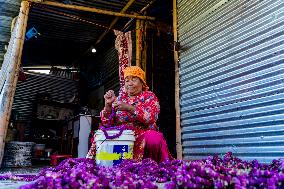 People Harvesting Globe Amaranth For Tihar Garlands In Kathmandu, Nepal