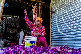 People Harvesting Globe Amaranth For Tihar Garlands In Kathmandu, Nepal