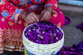 People Harvesting Globe Amaranth For Tihar Garlands In Kathmandu, Nepal