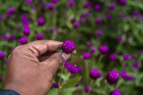 People Harvesting Globe Amaranth For Tihar Garlands In Kathmandu, Nepal